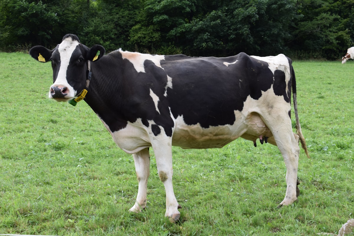 Premium farm-raised bull