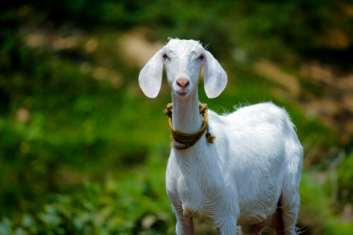 Organic farm-raised goat