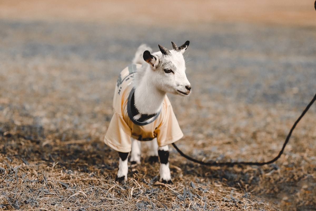 Gold sheep package