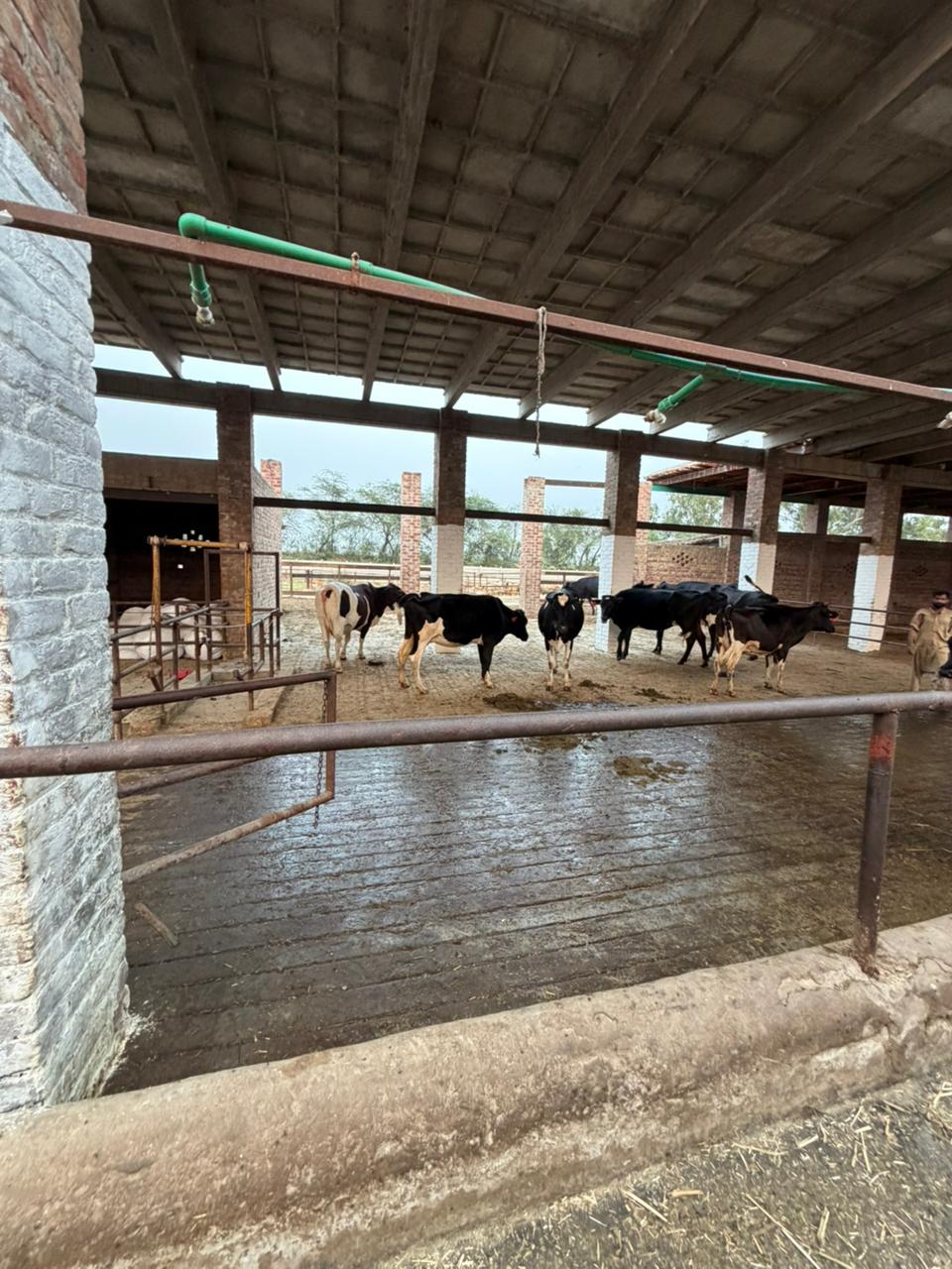 Ideal Farms dairy operation