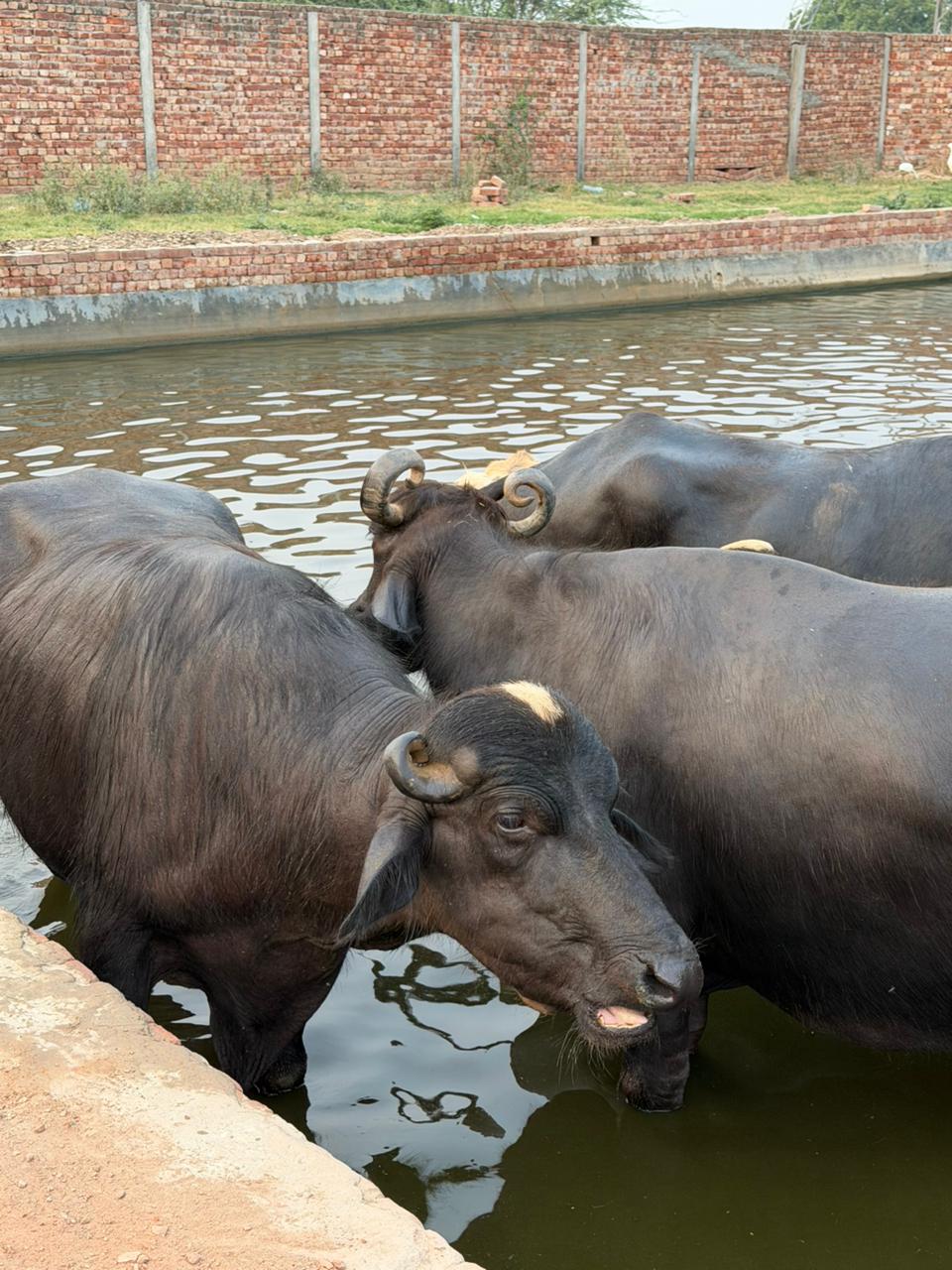 Buffalo cooling off in the farm pond